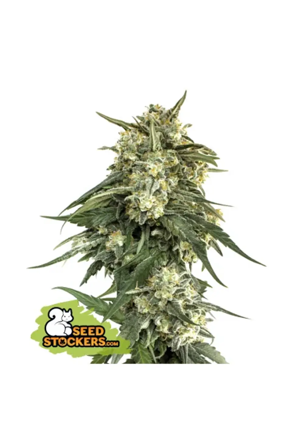 Bcn Critical Xxl Fast Fem X3-Seedstockers 1