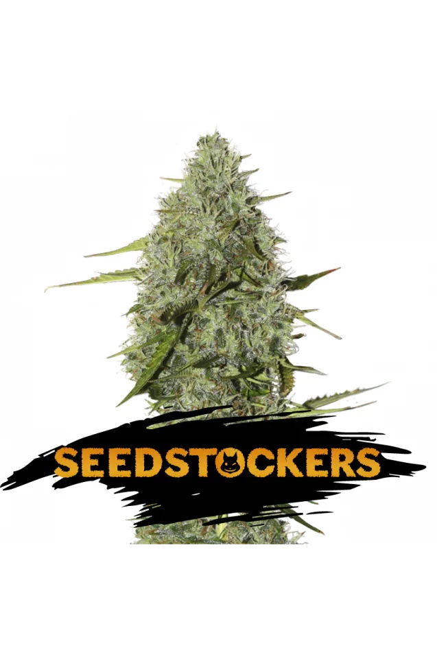 Bcn Critical Xxl Fast Fem X3-Seedstockers 2