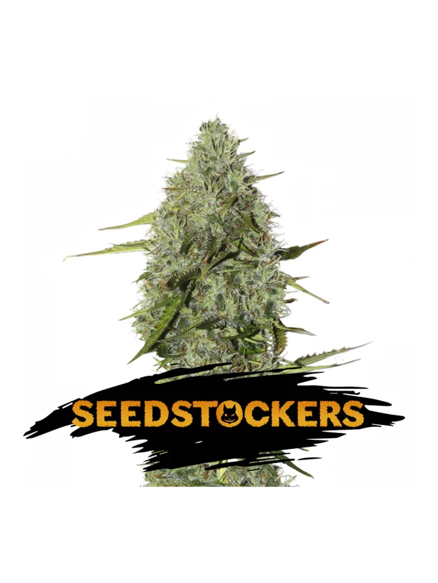 Bcn Critical Xxl Fast Fem X3-Seedstockers 2