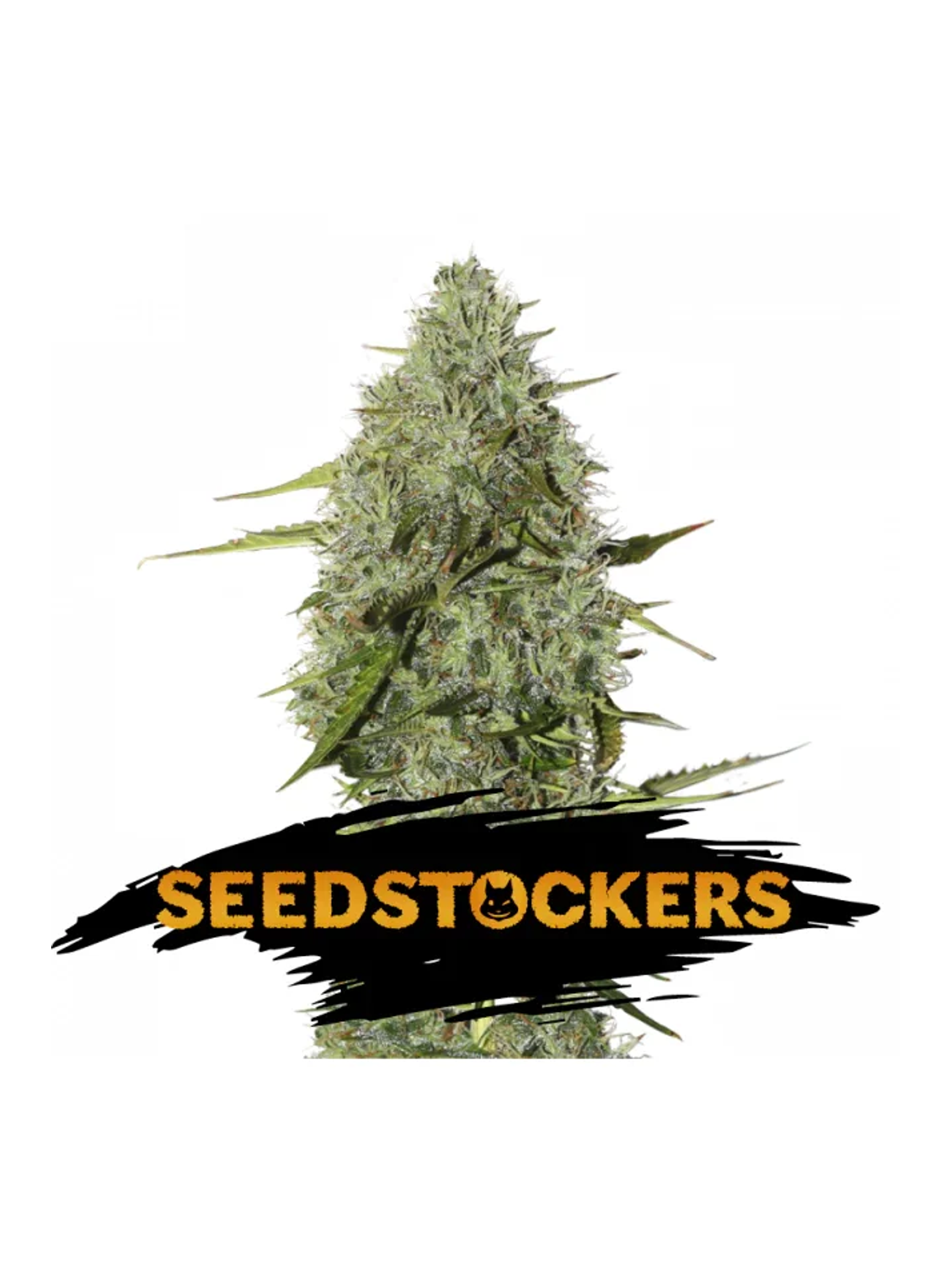 Bcn Critical Xxl Fast Fem X3-Seedstockers 2