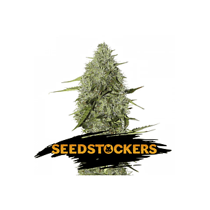 BCN CRITICAL XXL FAST FEM X3-SEEDSTOCKERS