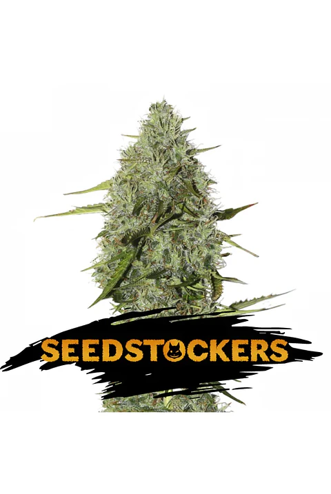 Bcn Critical Xxl Fast Fem X3-Seedstockers