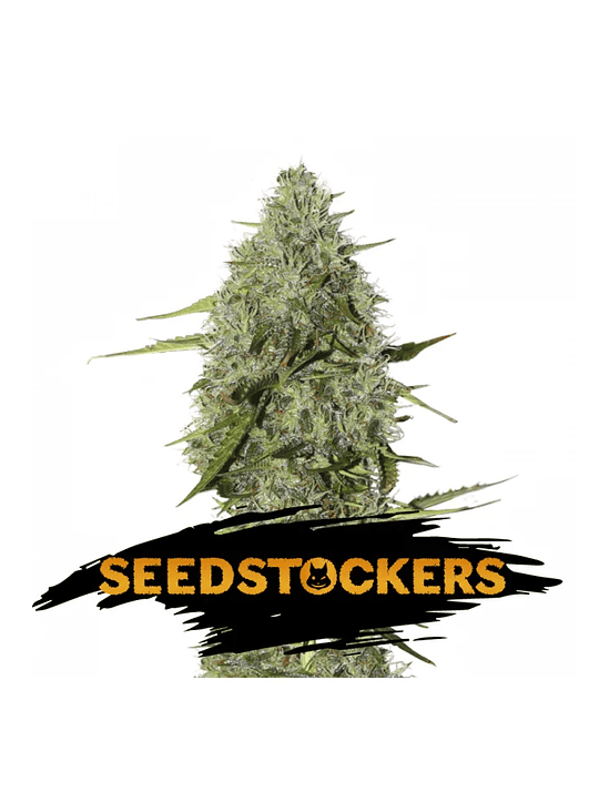 BCN CRITICAL XXL FAST FEM X3-SEEDSTOCKERS 2