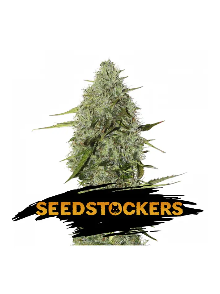 Bcn Critical Xxl Fast Fem X3-Seedstockers 2