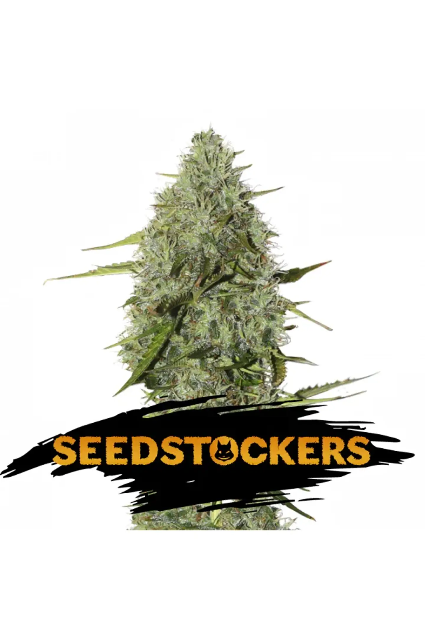 Bcn Critical Xxl Fast Fem X3-Seedstockers 2