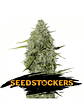 BCN CRITICAL XXL FAST FEM X3-SEEDSTOCKERS - Miniatura 2