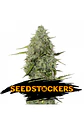 Bcn Critical Xxl Fast Fem X3-Seedstockers - Miniatura 2