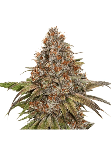 BLACKBERRY GUM AUTO X3-SEEDSTOCKERS 1