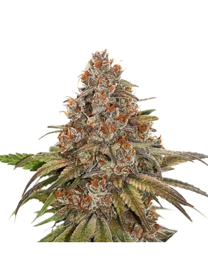 Blackberry Gum Auto -Seedstockers (X3) 1