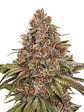 Blackberry Gum Auto X3-Seedstockers - Miniatura 1