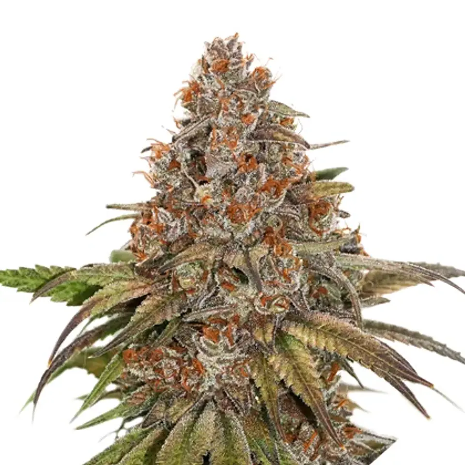Blackberry Gum Auto -Seedstockers (X3) 1