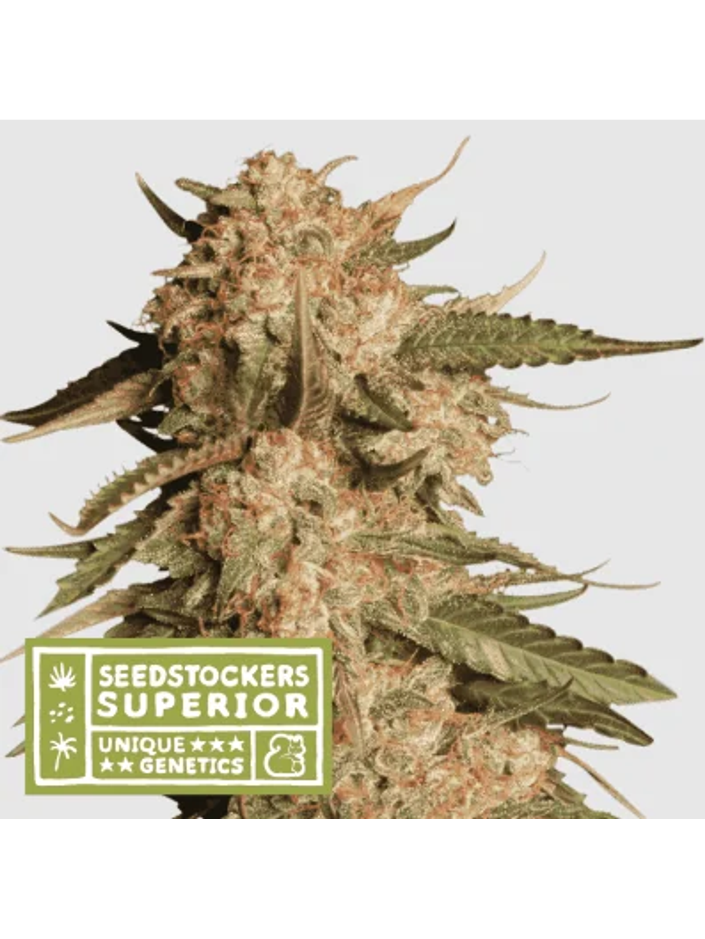 Blue Moby Auto X3 Sup-Seedstockers 1