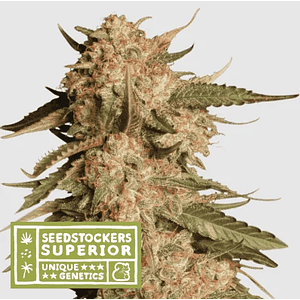 Blue Moby Auto X3 Sup-Seedstockers