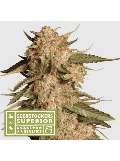 Blue Moby Auto X3 Sup-Seedstockers 1