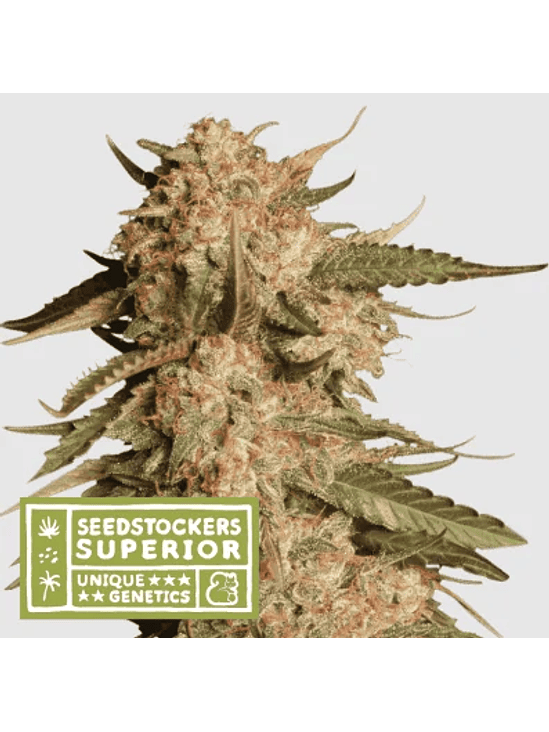 BLUE MOBY AUTO X3 SUP-SEEDSTOCKERS 1