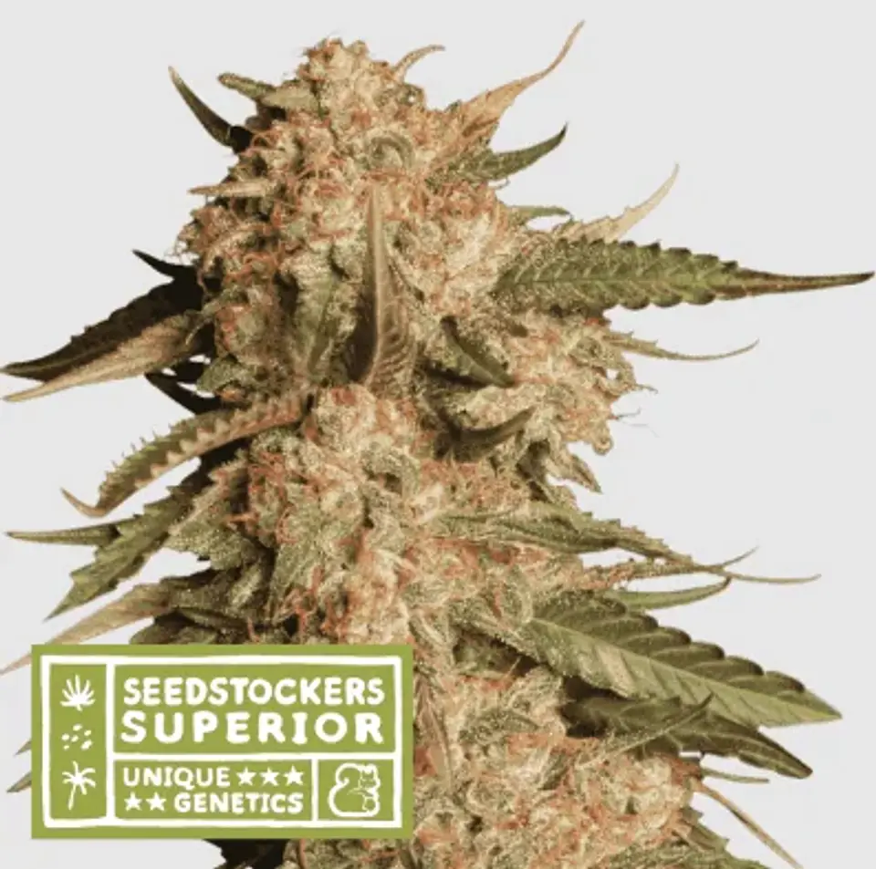 Blue Moby Auto X3 Sup-Seedstockers 1