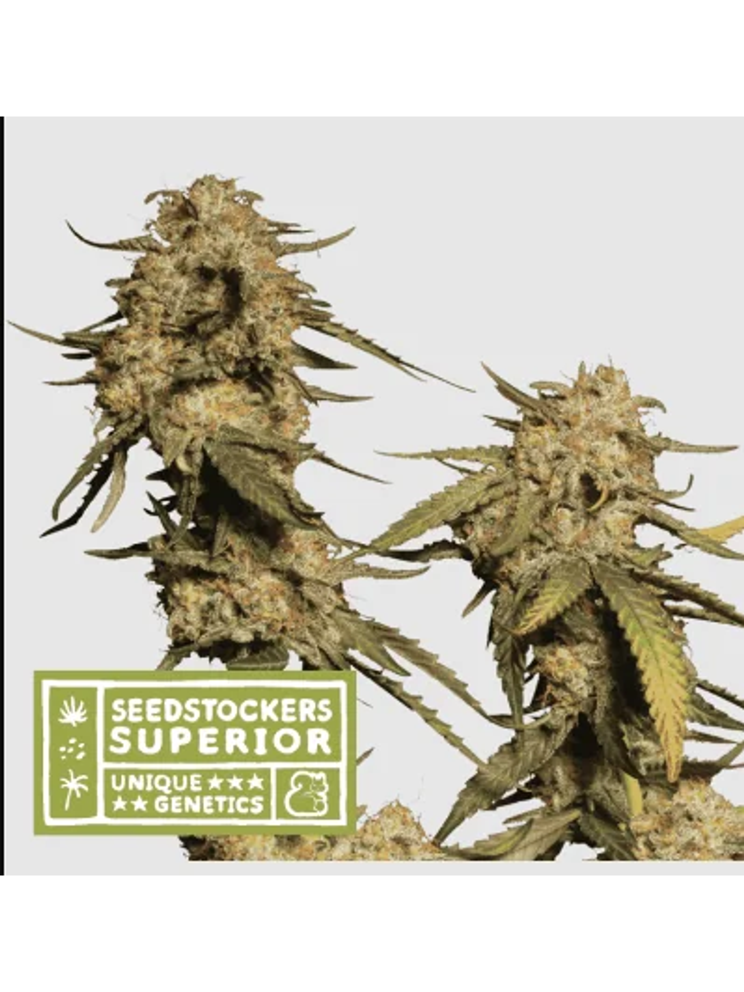 Blue Moby Fem X3 Sup-Seedstockers 1
