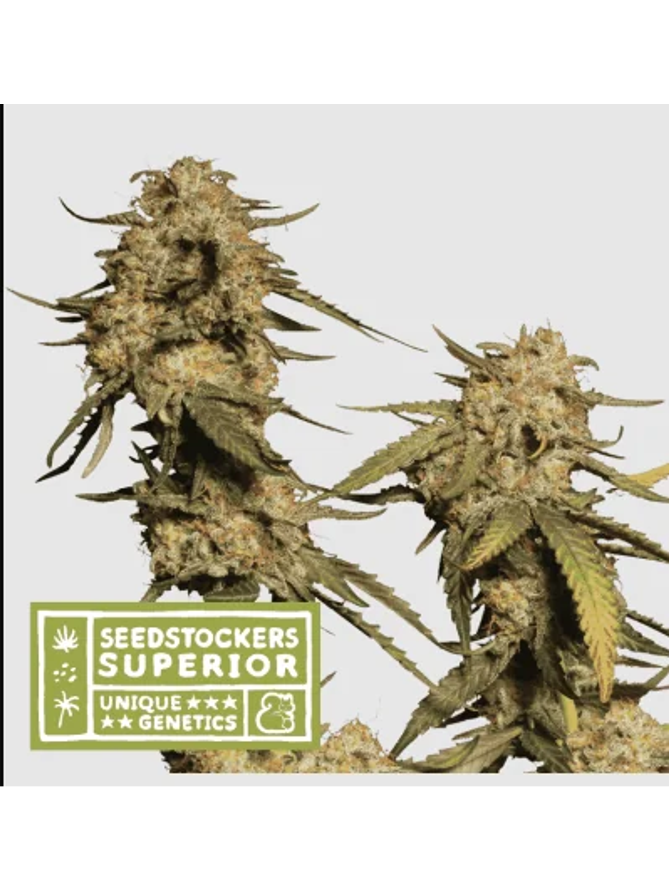 Blue Moby Fem X3 Sup-Seedstockers 1