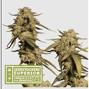 BLUE MOBY FEM X3 SUP-SEEDSTOCKERS
