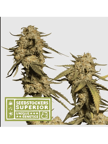 BLUE MOBY FEM X3 SUP-SEEDSTOCKERS 1
