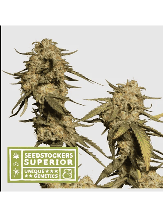 BLUE MOBY FEM X3 SUP-SEEDSTOCKERS 1