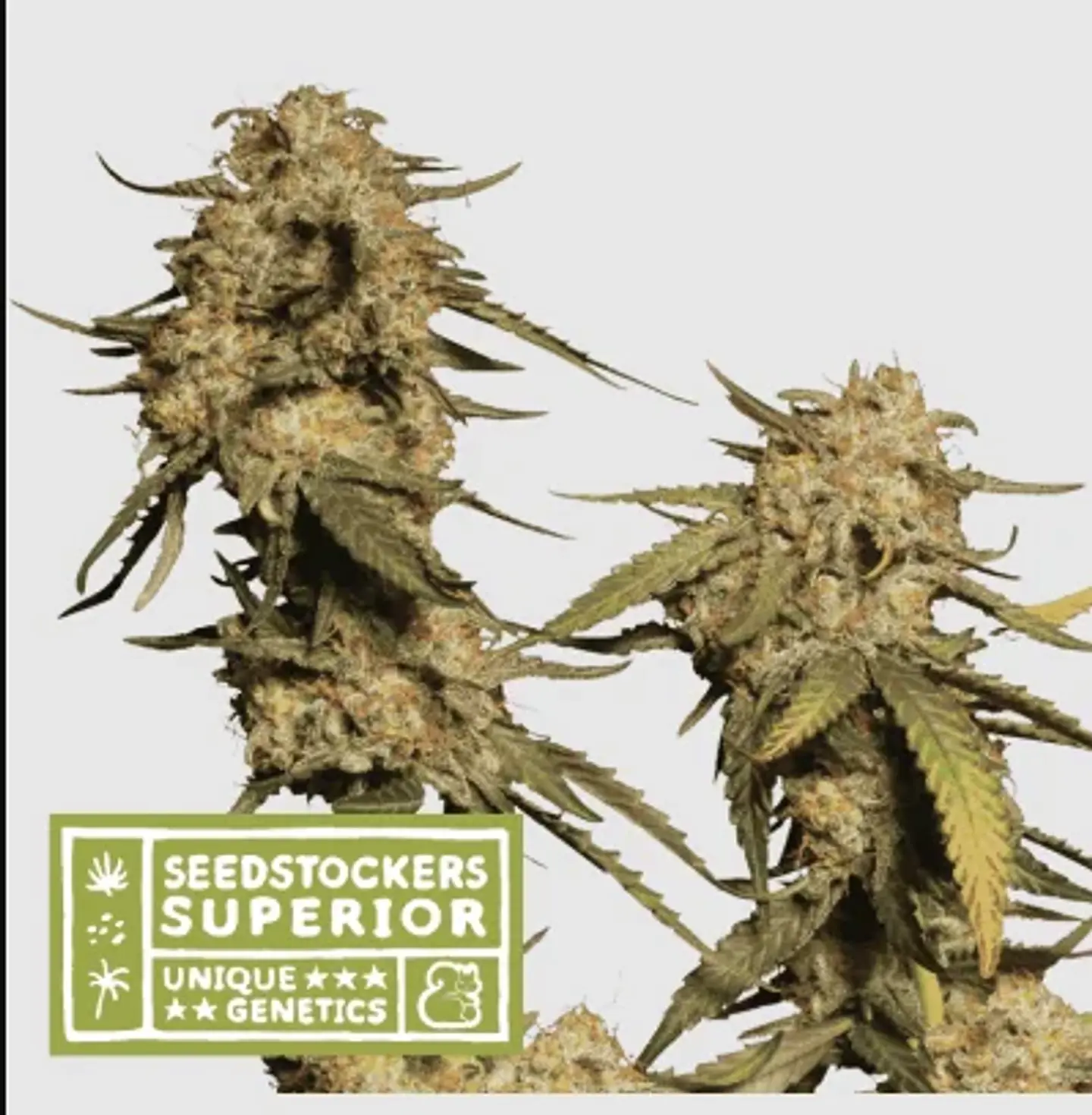 Blue Moby Fem X3 Sup-Seedstockers 1