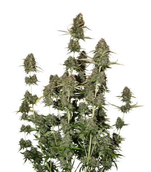 Bcn Power Plant Auto X3-Seedstockers 1