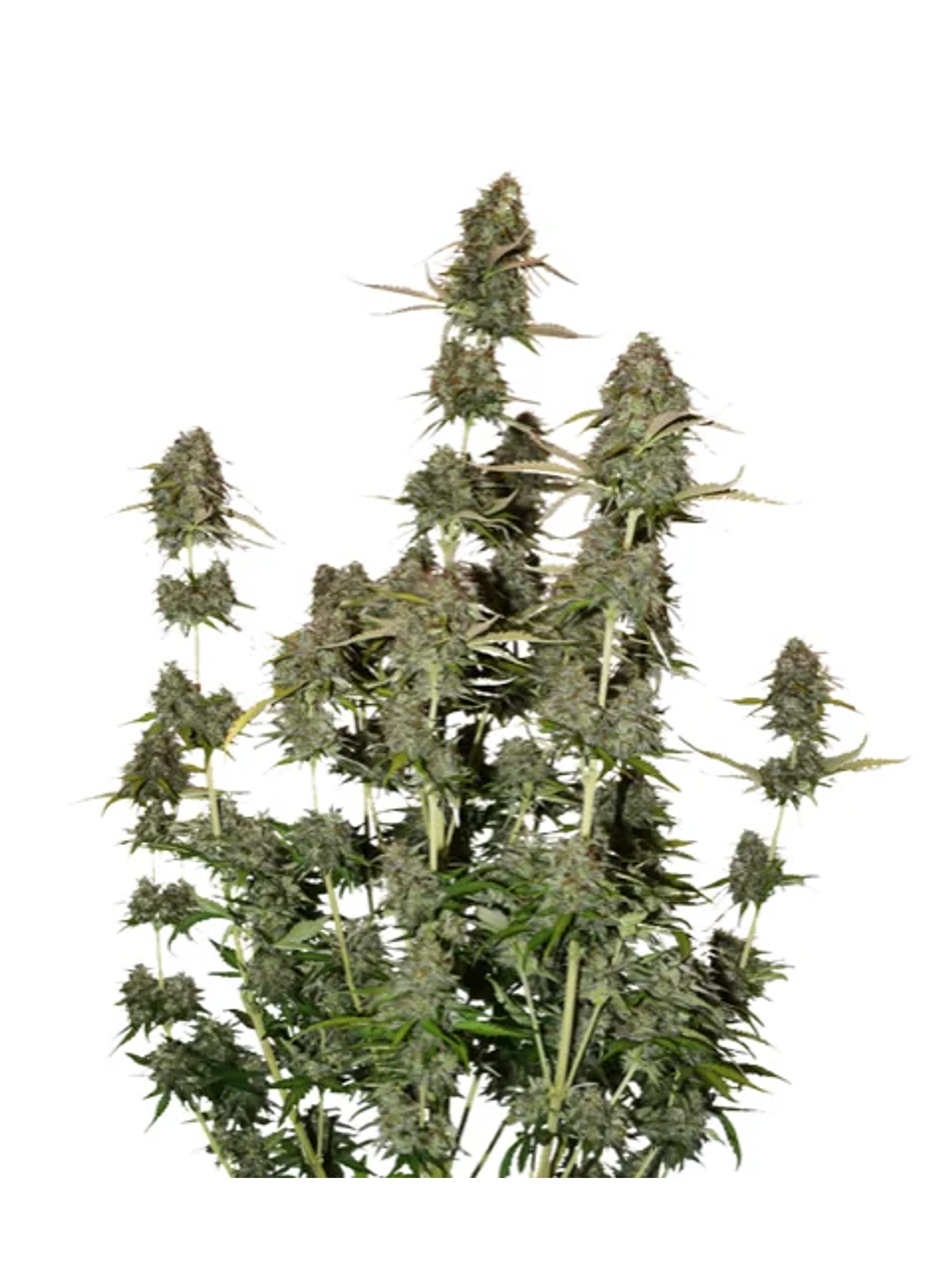 Bcn Power Plant Auto X3-Seedstockers 1