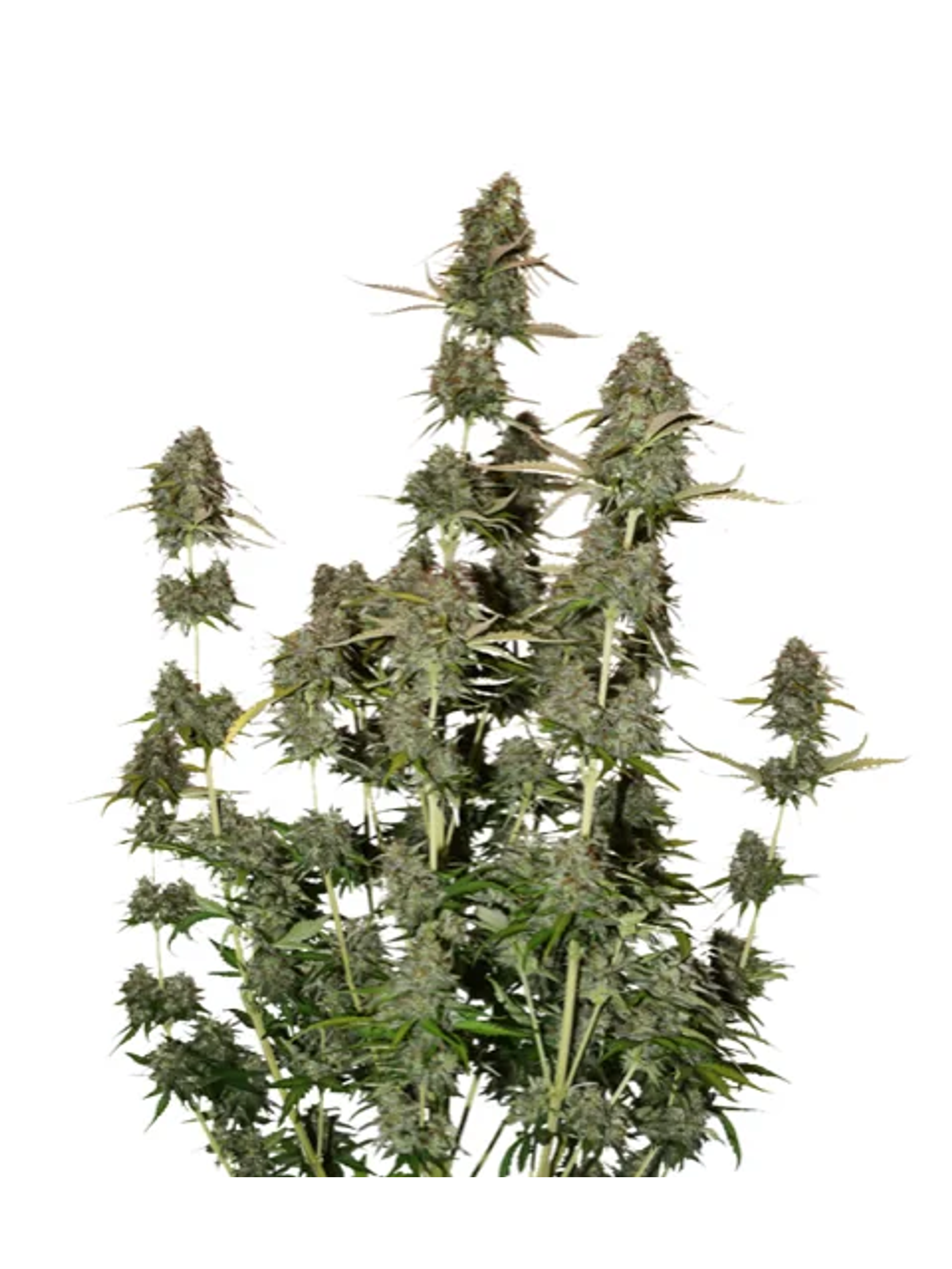 Bcn Power Plant Auto X3-Seedstockers 1