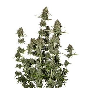 Bcn Power Plant  Auto X3-Seedstockers