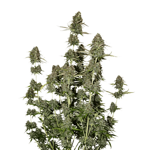 BCN POWER PLANT  AUTO X3-SEEDSTOCKERS