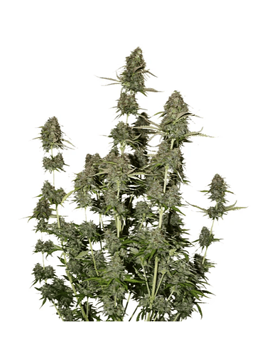 BCN POWER PLANT  AUTO X3-SEEDSTOCKERS 1