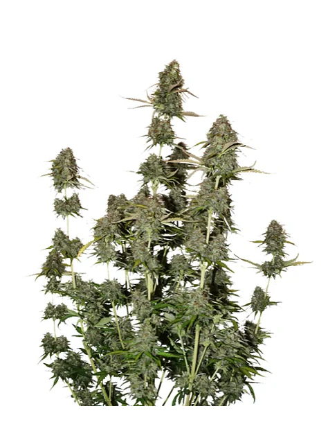 Bcn Power Plant Auto X3-Seedstockers 1