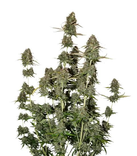 Bcn Power Plant Auto X3-Seedstockers