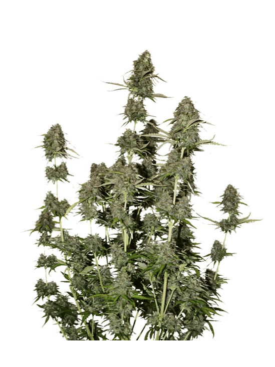 BCN POWER PLANT  AUTO X3-SEEDSTOCKERS 1