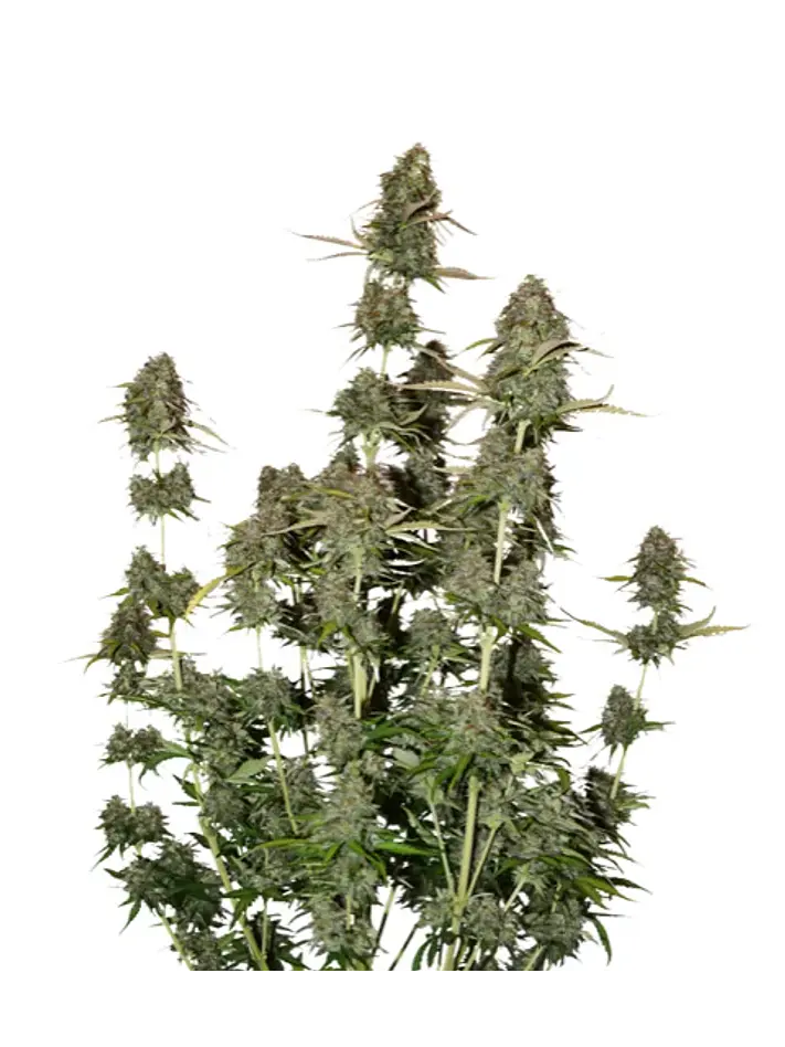 Bcn Power Plant Auto X3-Seedstockers 1