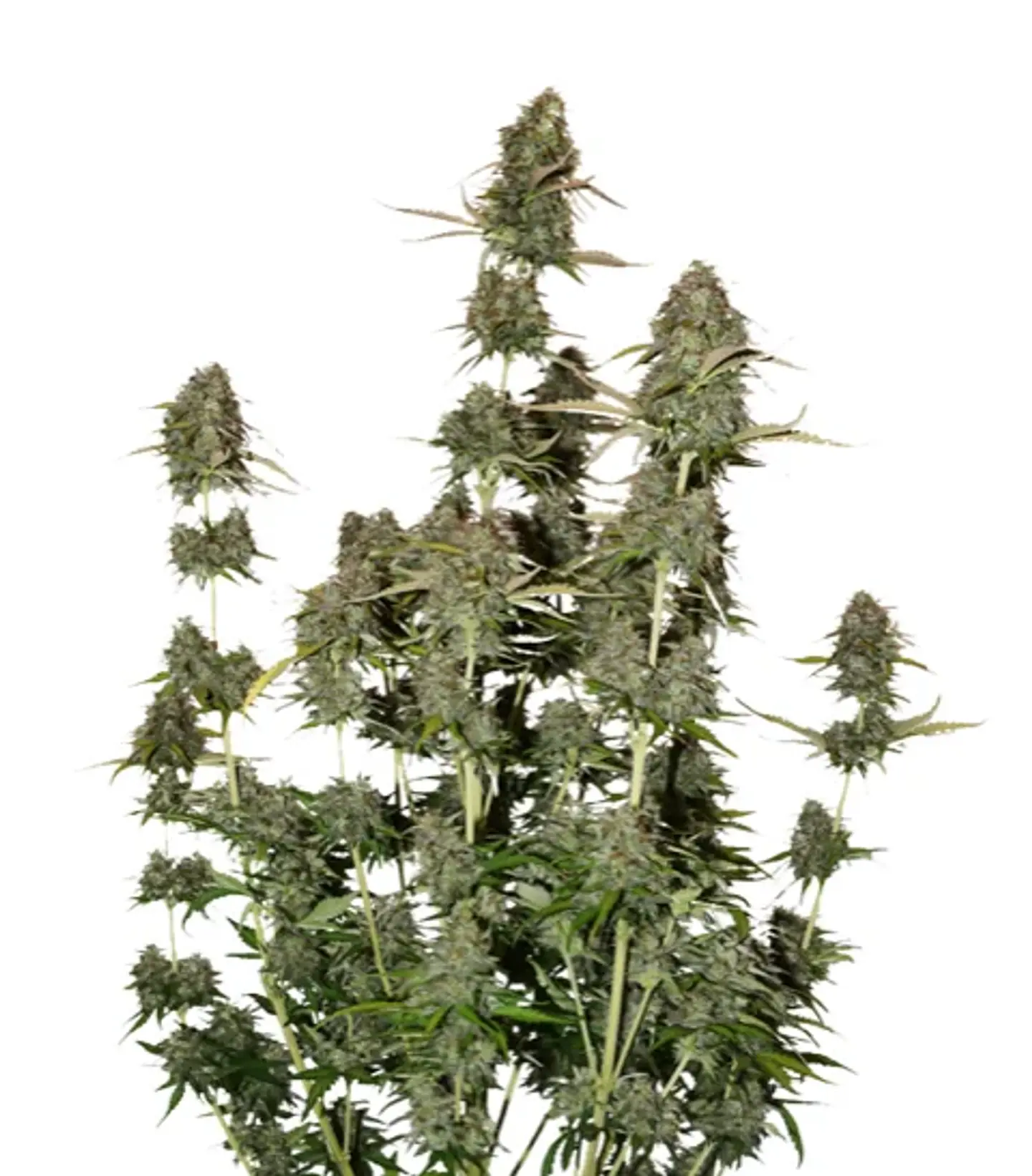 Bcn Power Plant Auto X3-Seedstockers 1