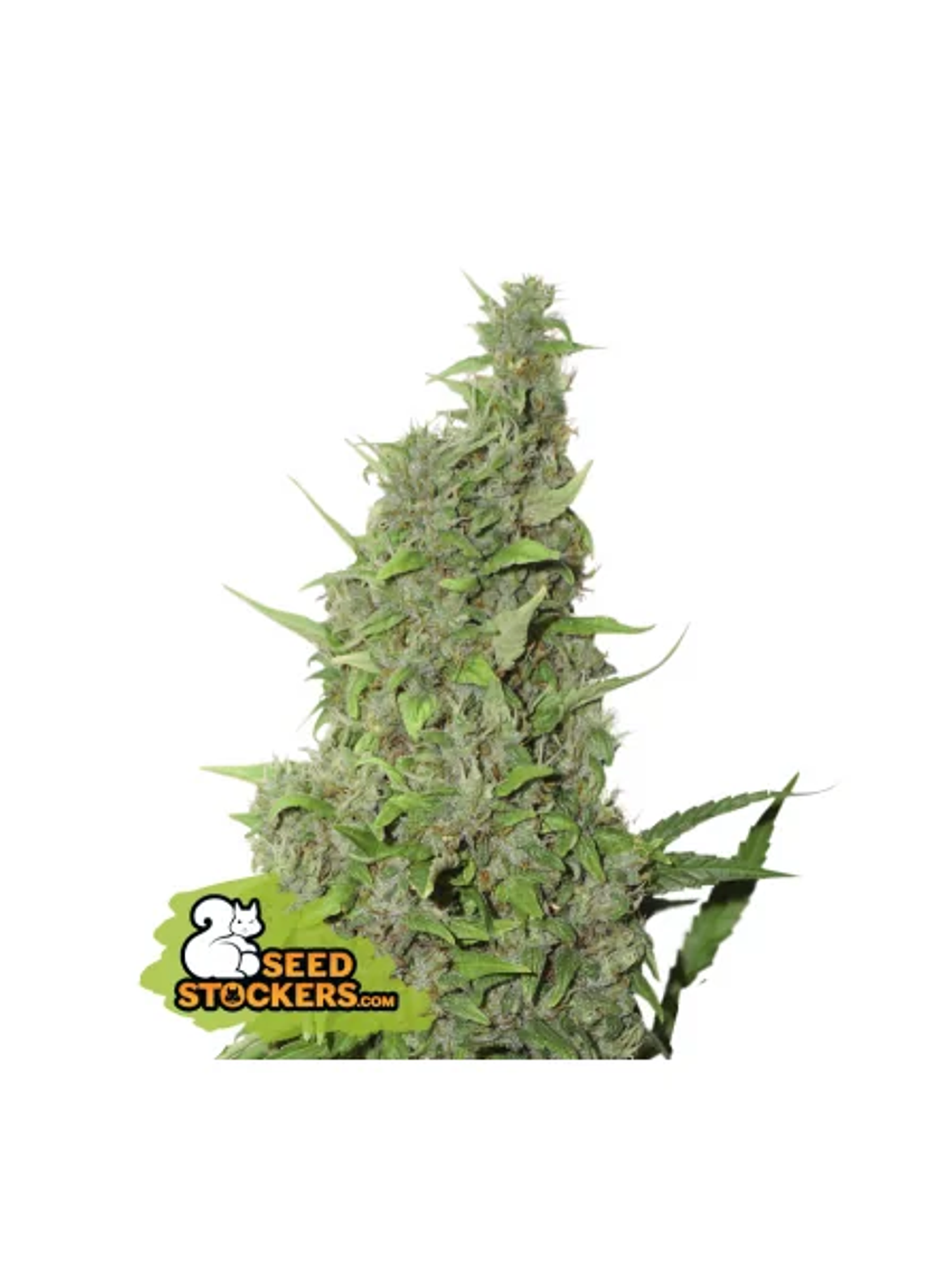 Bcn Power Plant  Fem X3-Seedstockers 1