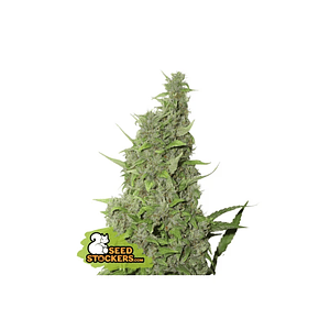 Bcn Power Plant  Fem X3-Seedstockers