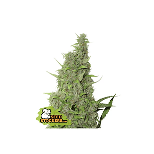 BCN POWER PLANT  FEM X3-SEEDSTOCKERS