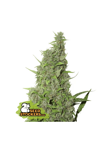 BCN POWER PLANT  FEM X3-SEEDSTOCKERS 1