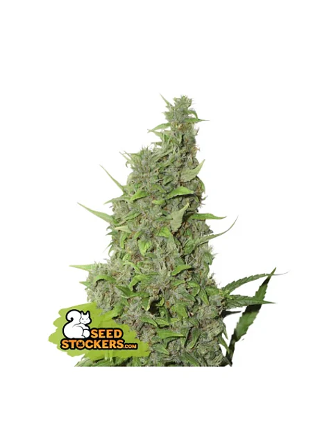 Bcn Power Plant  Fem X3-Seedstockers 1