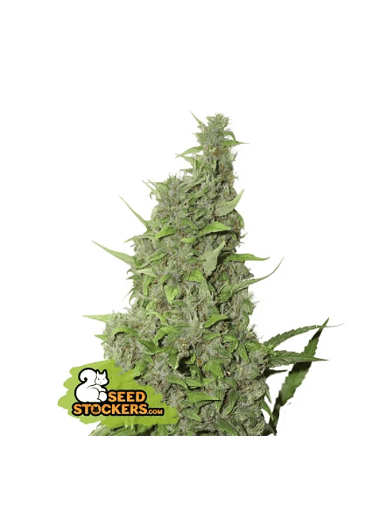 BCN POWER PLANT  FEM X3-SEEDSTOCKERS 1