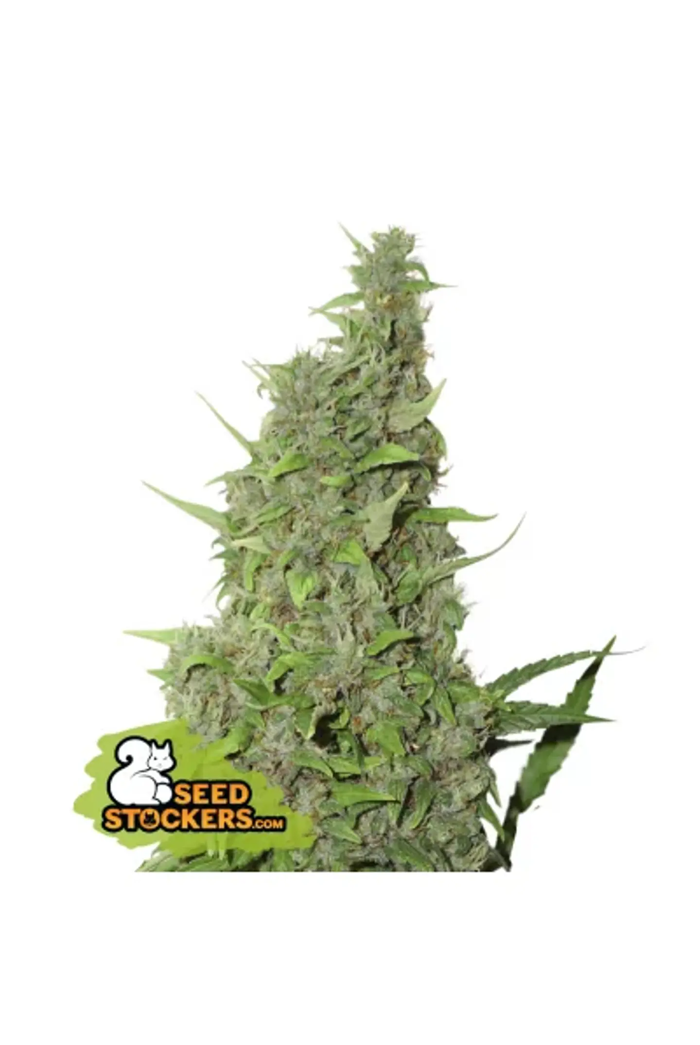 Bcn Power Plant  Fem X3-Seedstockers 1