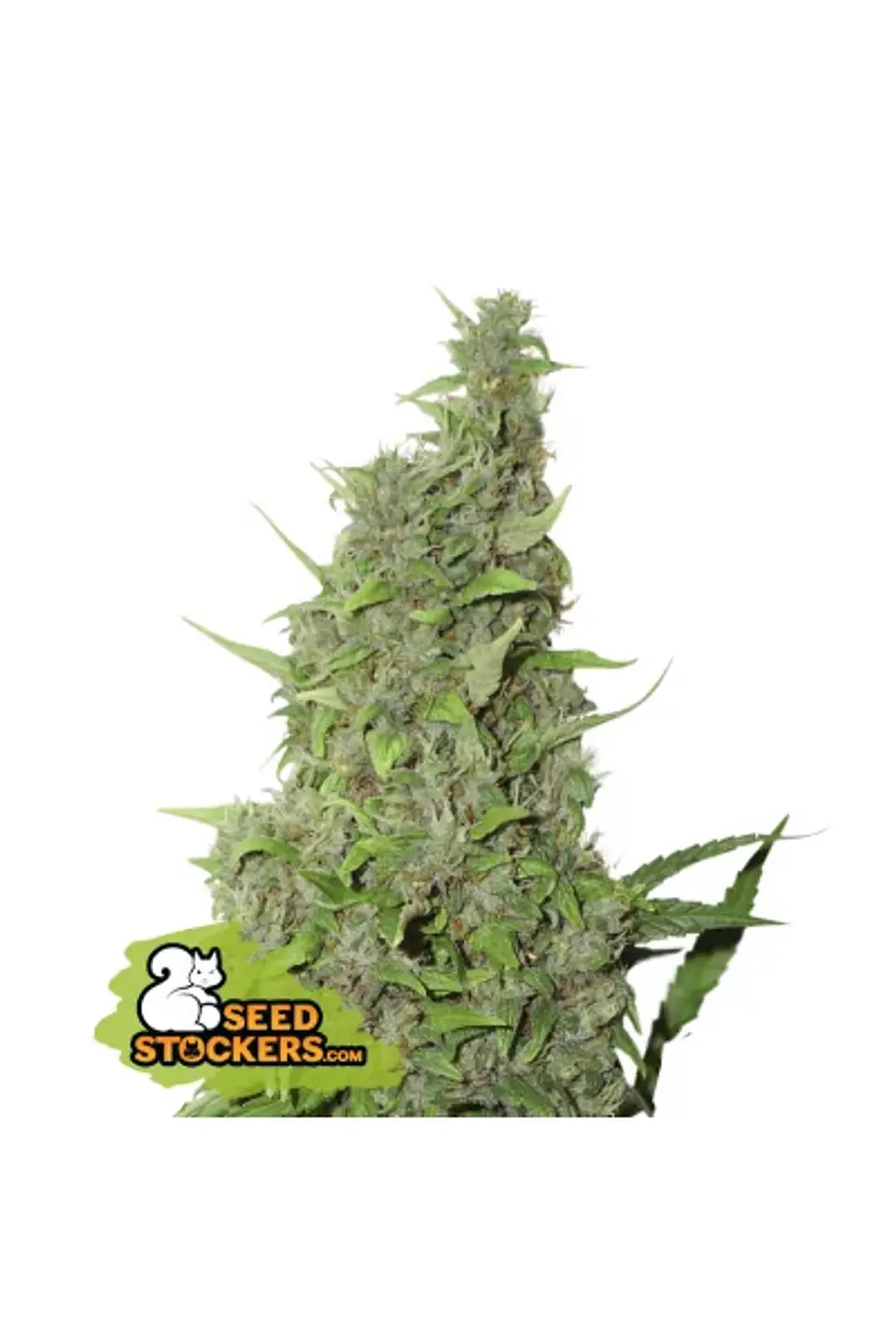Bcn Power Plant  Fem X3-Seedstockers 1