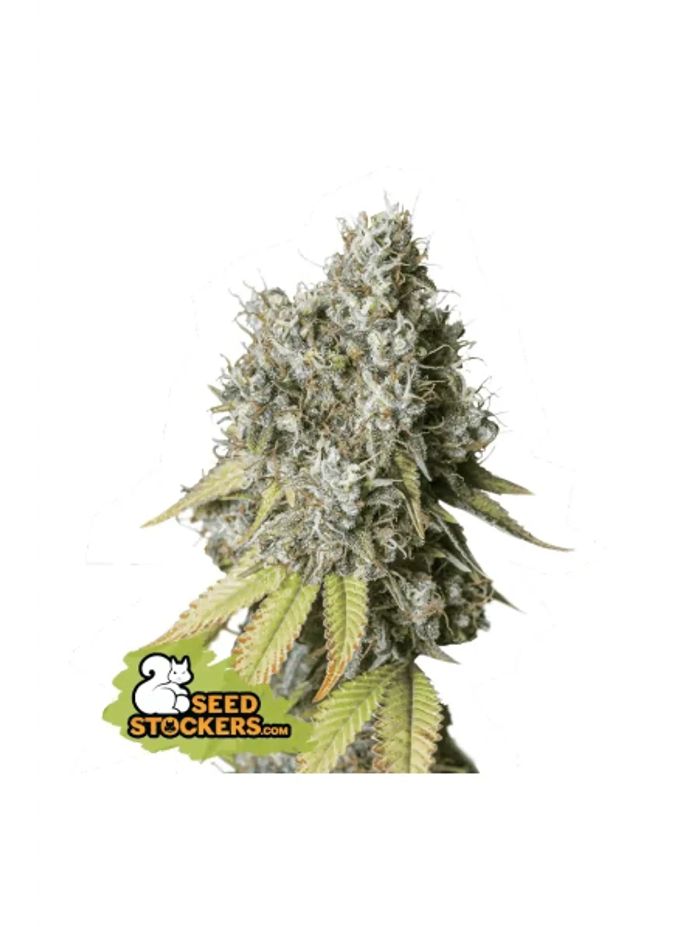 Bruce Banner Auto X3-Seedstockers 1