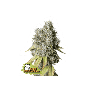 Bruce Banner Auto X3-Seedstockers