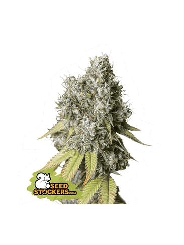 BRUCE BANNER AUTO X3-SEEDSTOCKERS 1