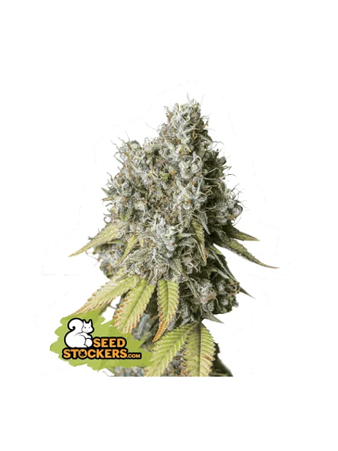 Bruce Banner Auto X3-Seedstockers 1