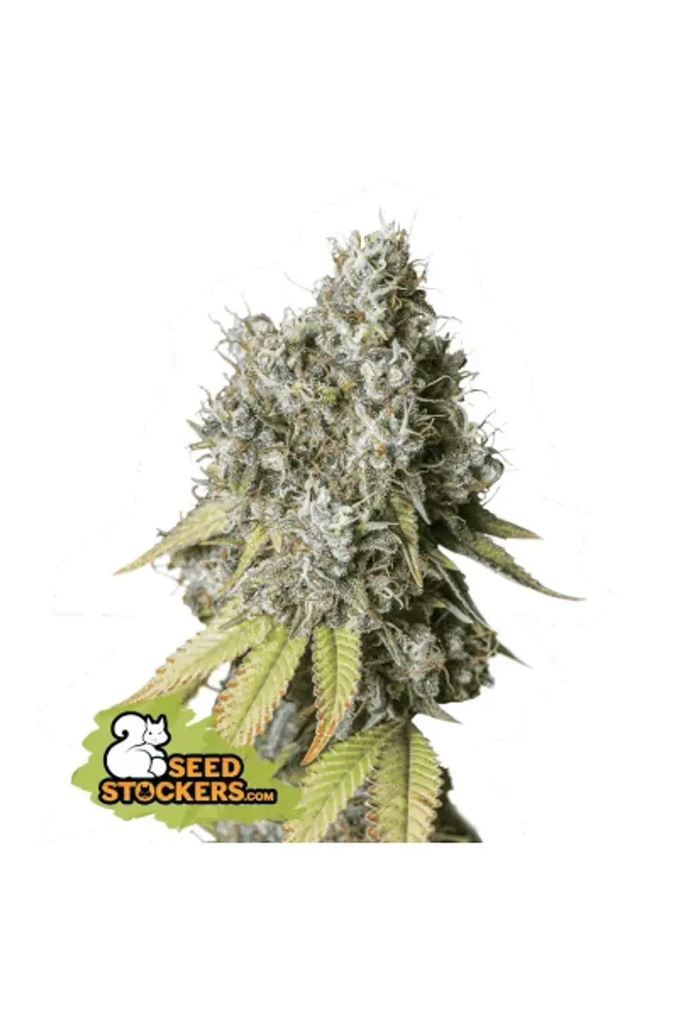 Bruce Banner Auto X3-Seedstockers 1